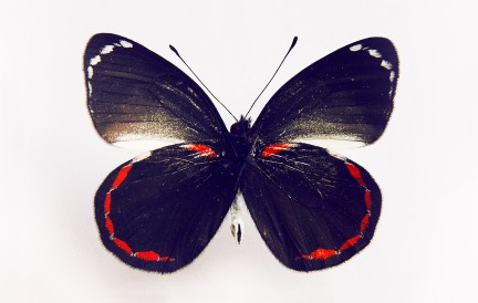 Butterfly by Herring & Herring