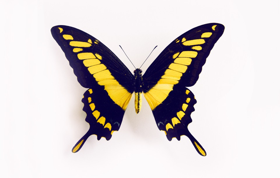 Butterfly by Herring & Herring